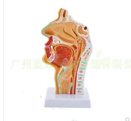 Human Nasal Cavity, oral cavity, larynx, pharynx model nasal cavity longitudinal section model nasal cavity orthodontic anatomy
Human Nasal Cavity, oral cavity, larynx, pharynx model nasal cavity longitudinal section model nasal cavity orthodontic anatomy
