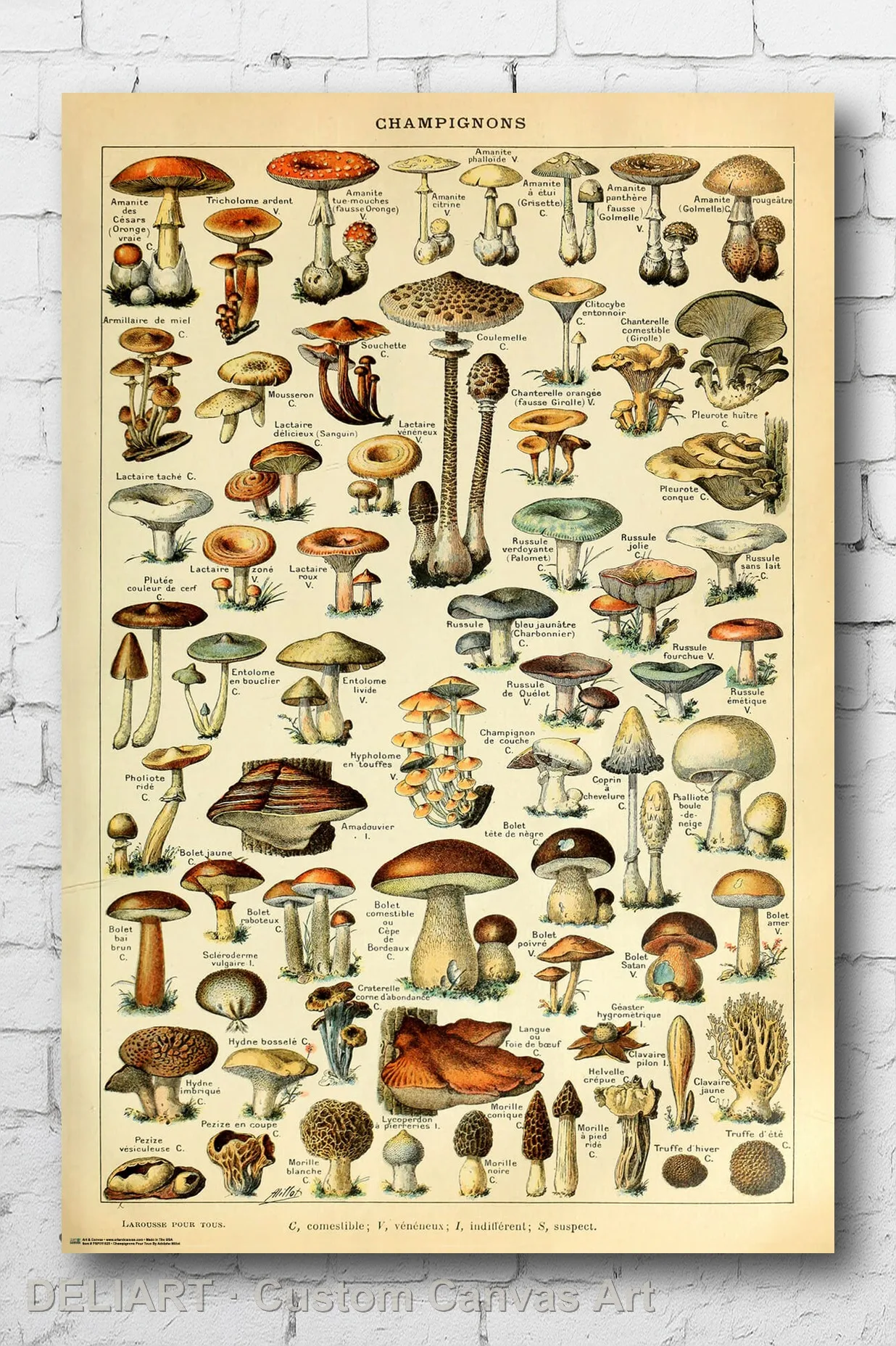 CHAMPIGNONS POUR TOUS - MUSHROOM CHART Canvas Poster Custom Size Available Room Decoration Home Decor Wall Art
CHAMPIGNONS POUR TOUS - MUSHROOM CHART Canvas Poster Custom Size Available Room Decoration Home Decor Wall Art