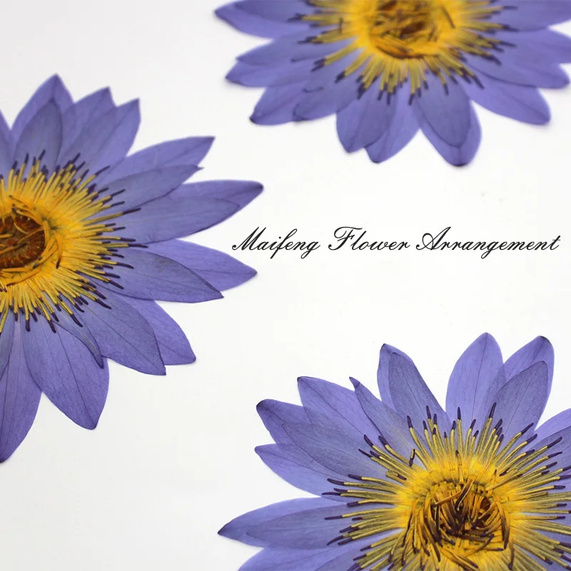 2 Water Lilies Pressed Large Flowers Dried Flower Pressed Plant Specimen Teaching DIY Material Kit Handmade Photo Frame Resin Crafts Decorative Photo Frame
2 Water Lilies Pressed Large Flowers Dried Flower Pressed Plant Specimen Teaching DIY Material Kit Handmade Photo Frame Resin Crafts Decorative Photo Frame