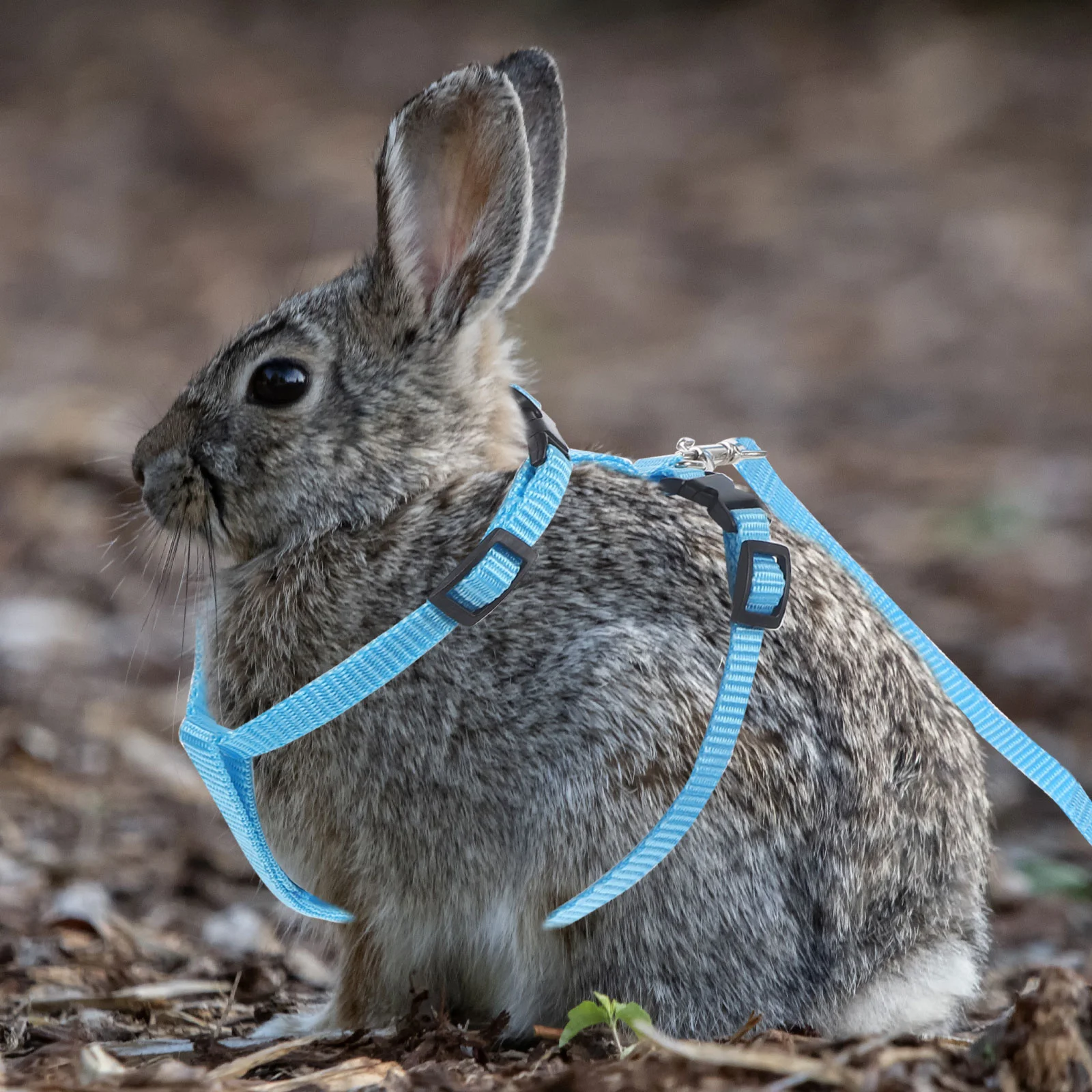 Rabbit Harness Pet Safety Bunny I-shaped Jogging for Pets Cat and Leash Running Walking
Rabbit Harness Pet Safety Bunny I-shaped Jogging for Pets Cat and Leash Running Walking