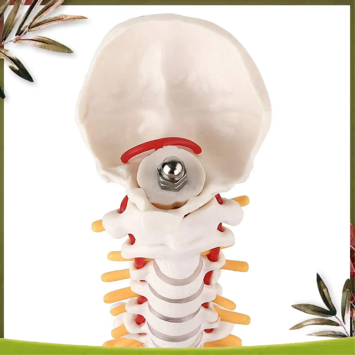 New-Miniature Spine Anatomy Model, 15.5Inch Mini Vertebral Column Model With Spinal Nerves, Pelvis, Femur, Mounted On A Base
New-Miniature Spine Anatomy Model, 15.5Inch Mini Vertebral Column Model With Spinal Nerves, Pelvis, Femur, Mounted On A Base