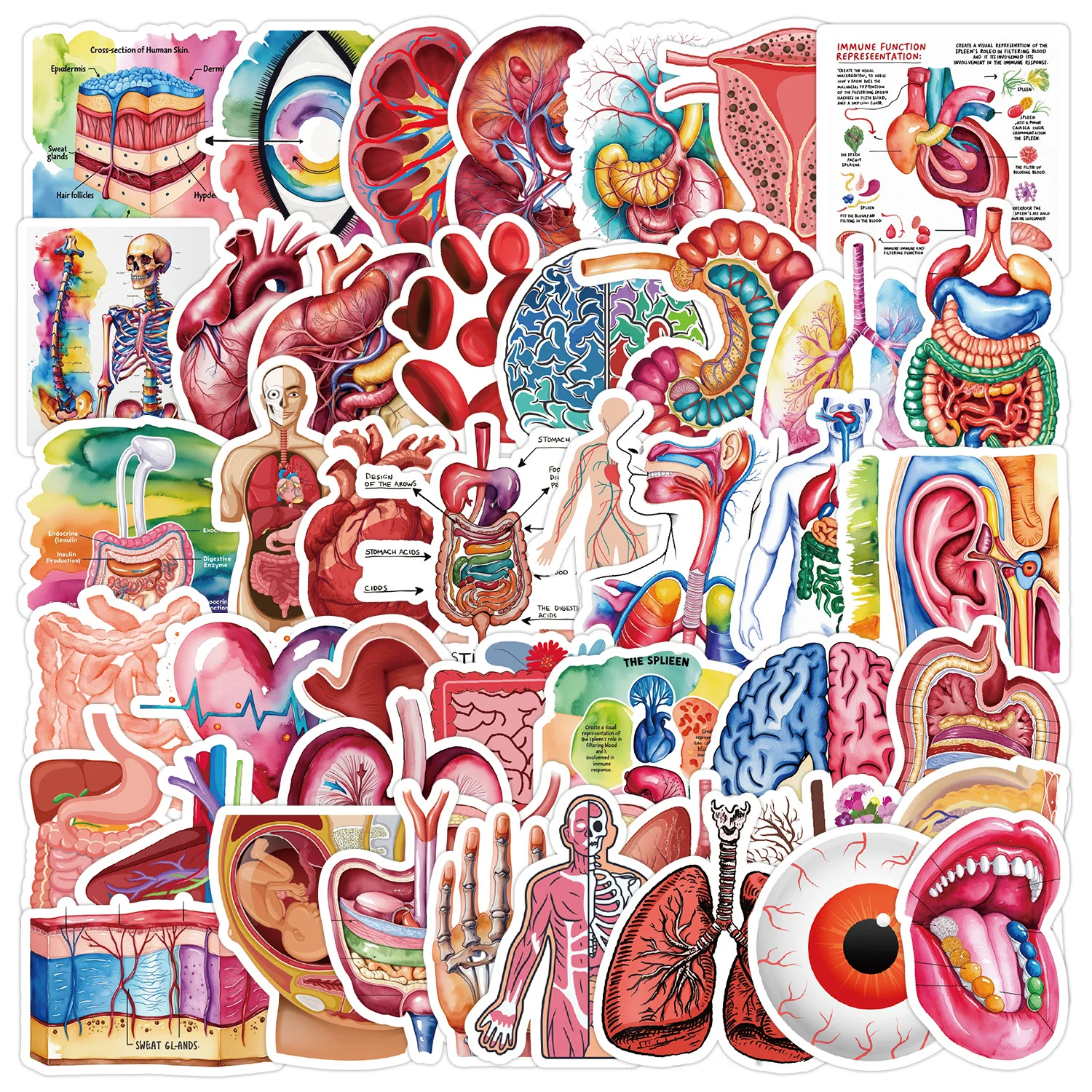 10/50 PCS Human Body Organ Anatomy Medical Stickers for Decorating Phone Waterproof Stickers Kids Toy
10/50 PCS Human Body Organ Anatomy Medical Stickers for Decorating Phone Waterproof Stickers Kids Toy