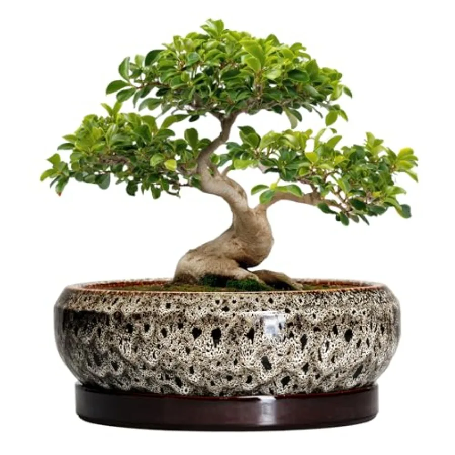 Bonsai Planter 13 Inch - Large Ceramic Succulent Planter for Indoor/Outdoor Use, White, Shallow Round Bowl with Drainage Hole a
Bonsai Planter 13 Inch - Large Ceramic Succulent Planter for Indoor/Outdoor Use, White, Shallow Round Bowl with Drainage Hole a