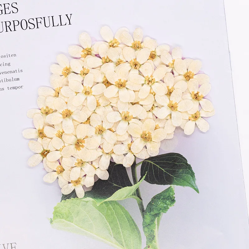 100Pcs Blue Star Flower Embossed Phone Case Embossed Plant Specimen Dried Flower Bookmark Face Decoration Dried Flower
100Pcs Blue Star Flower Embossed Phone Case Embossed Plant Specimen Dried Flower Bookmark Face Decoration Dried Flower