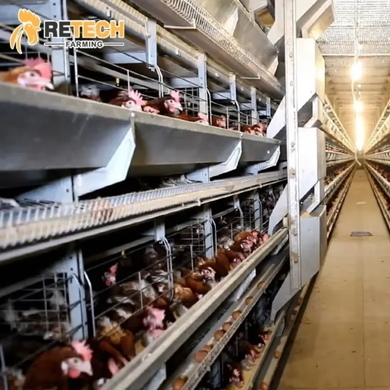 H Type Automatic Poultry House Equipment for 10000 Layer Chickens Modern Design
H Type Automatic Poultry House Equipment for 10000 Layer Chickens Modern Design