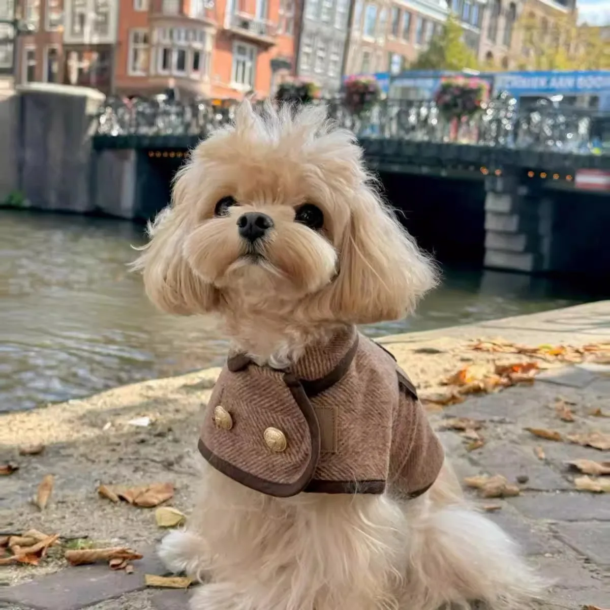 Fashionable British-Style Brown Pet Coat With Woolen Fabric - Dog Clothing
Fashionable British-Style Brown Pet Coat With Woolen Fabric - Dog Clothing