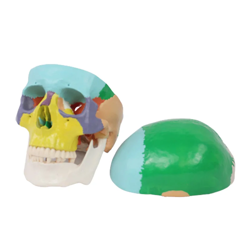 Life Size Human Skull Model Anatomy Three Pieces Replaceable Teeth Colored PVC Skeleton Head Medical Props Model
Life Size Human Skull Model Anatomy Three Pieces Replaceable Teeth Colored PVC Skeleton Head Medical Props Model