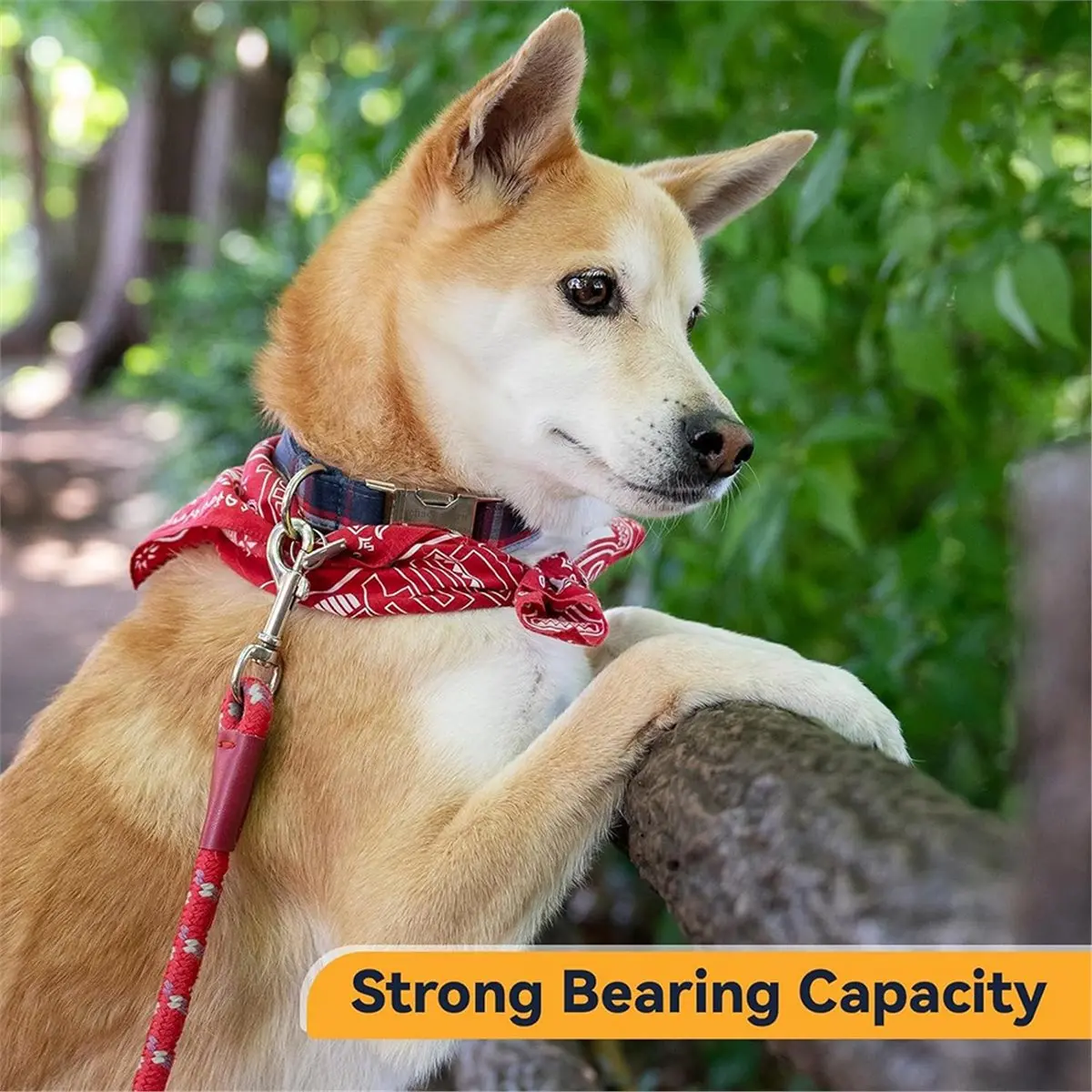 Budget-Friendly-30 Pcs Heavy Duty Swivel Snap Hooks, 2.75" Zinc Alloy Dog Leash Clips, for Keychains, Pet Leashes & Outdoor Gear
Budget-Friendly-30 Pcs Heavy Duty Swivel Snap Hooks, 2.75" Zinc Alloy Dog Leash Clips, for Keychains, Pet Leashes & Outdoor Gear