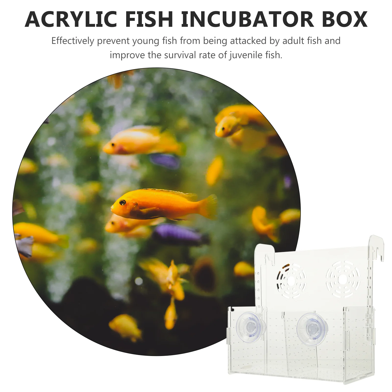 Fish Isolation Box Acrylic Transparent Fish Incubator Box Aquarium Breeding Nursery Divider Hatchery Breeder Aquarium Nursery 
Fish Isolation Box Acrylic Transparent Fish Incubator Box Aquarium Breeding Nursery Divider Hatchery Breeder Aquarium Nursery