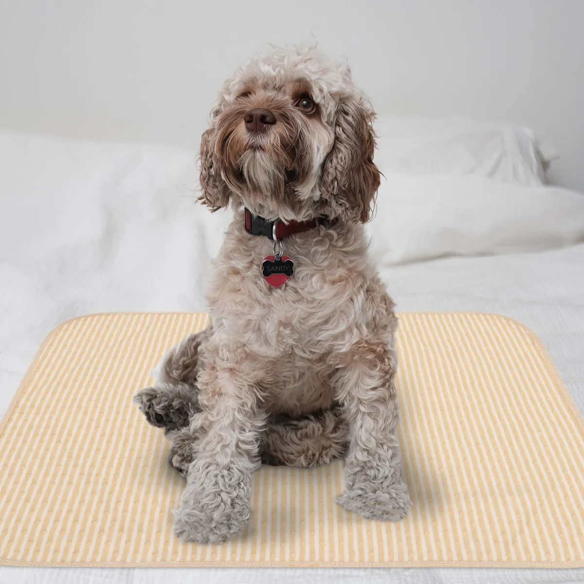 2Pcs Pet Pee Pads Large Reusable Washable Absorbent Pads for Puppy Housebreaking Mattress Protection Dog Bed Wetting
2Pcs Pet Pee Pads Large Reusable Washable Absorbent Pads for Puppy Housebreaking Mattress Protection Dog Bed Wetting
