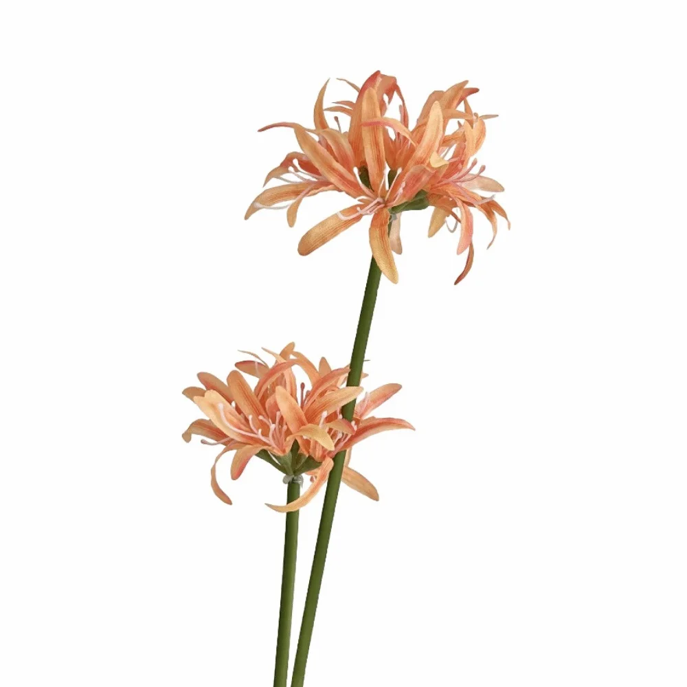 2 Heads Artificial Higanbana Flower Real Touch Handmade Simulation Lycoris Flower Faux Flowers Plastic Silk
2 Heads Artificial Higanbana Flower Real Touch Handmade Simulation Lycoris Flower Faux Flowers Plastic Silk