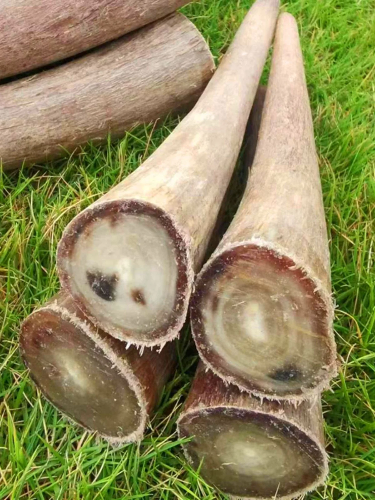Pure Natural Yak Skull Solid Tip Material Knife Handle Pipe Cigarette Holder Buddha Beads Carving Decoraive Hangings
Pure Natural Yak Skull Solid Tip Material Knife Handle Pipe Cigarette Holder Buddha Beads Carving Decoraive Hangings