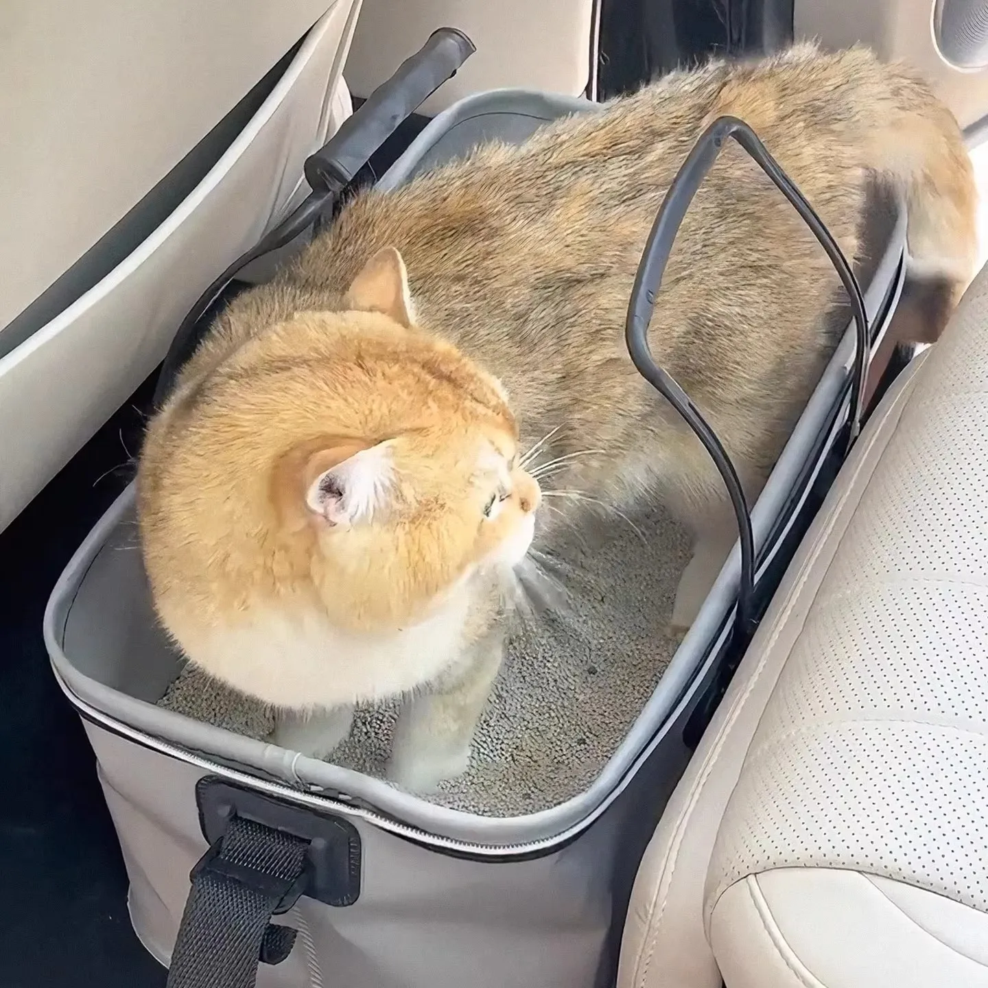 Large Size Car Mounted Litter Box Anti-Splash Portable Foldable Toilet for New Year's Travel Long Distance Pet Supplies
Large Size Car Mounted Litter Box Anti-Splash Portable Foldable Toilet for New Year's Travel Long Distance Pet Supplies
