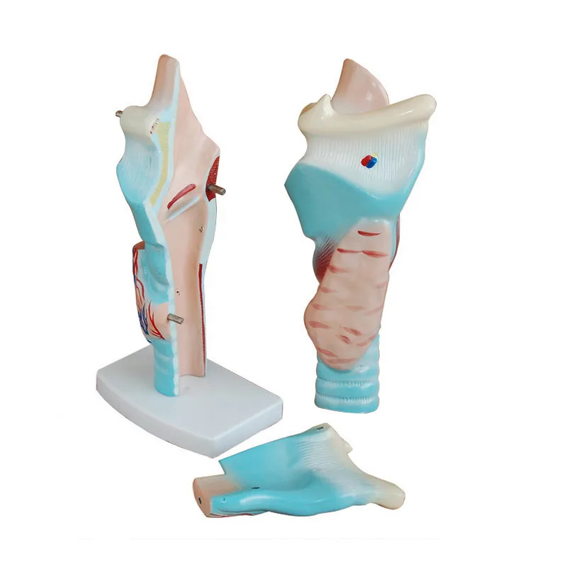 Medical Science Magnified Human Larynx Anatomical Model 3 Parts for Teaching
Medical Science Magnified Human Larynx Anatomical Model 3 Parts for Teaching