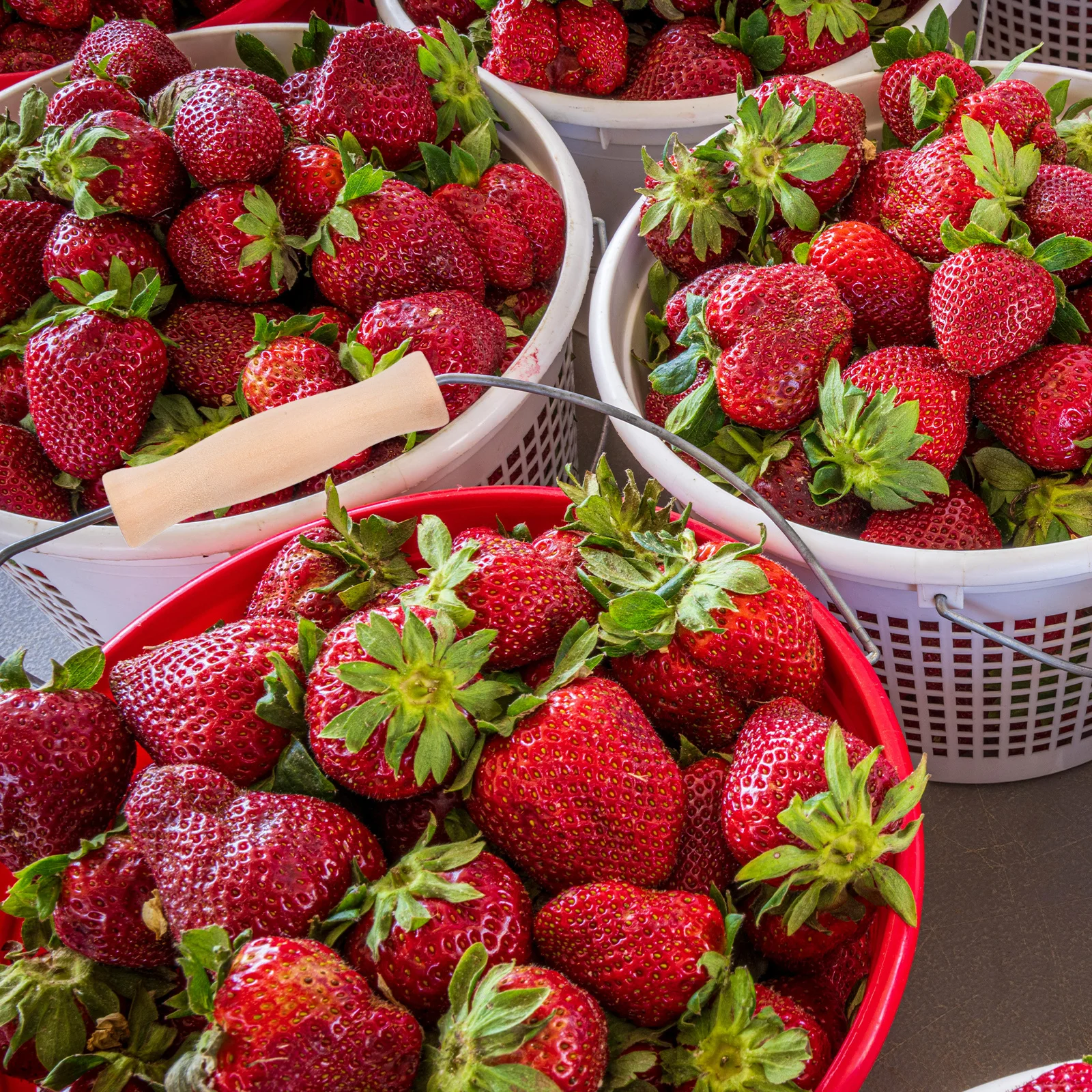 10pcs Water Bucket Handle Replacement Wooden Grip For Pail Carrying Ergonomic Lift Tool Industrial Storage Bucket Use
10pcs Water Bucket Handle Replacement Wooden Grip For Pail Carrying Ergonomic Lift Tool Industrial Storage Bucket Use