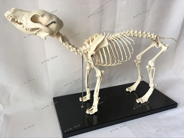 Dog Skeleton Model Animal Dog Skeleton Veterinary Teaching Aids Dog Skeleton Canine Teaching Pet Head and Tail Removable
Dog Skeleton Model Animal Dog Skeleton Veterinary Teaching Aids Dog Skeleton Canine Teaching Pet Head and Tail Removable