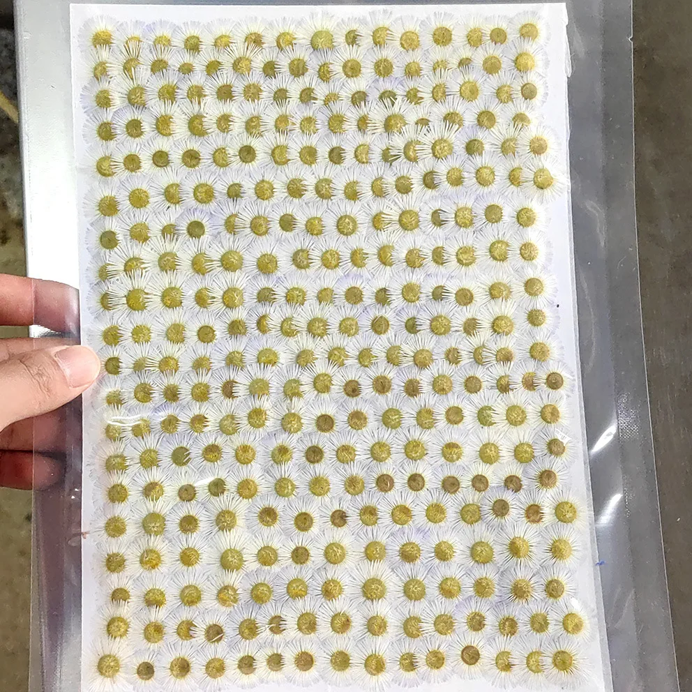 1000Pcs Pressed Flowers Including Needle Chrysanthemum, Small Daisies, and Other Small Flowers, DIY Material Kit for Pressed Flowers, Plant Specimens, Resin Phone Cases, Photo Frames, Nail Art, and Makeup
1000Pcs Pressed Flowers Including Needle Chrysanthemum, Small Daisies, and Other Small Flowers, DIY Material Kit for Pressed Flowers, Plant Specimens, Resin Phone Cases, Photo Frames, Nail Art, and Makeup