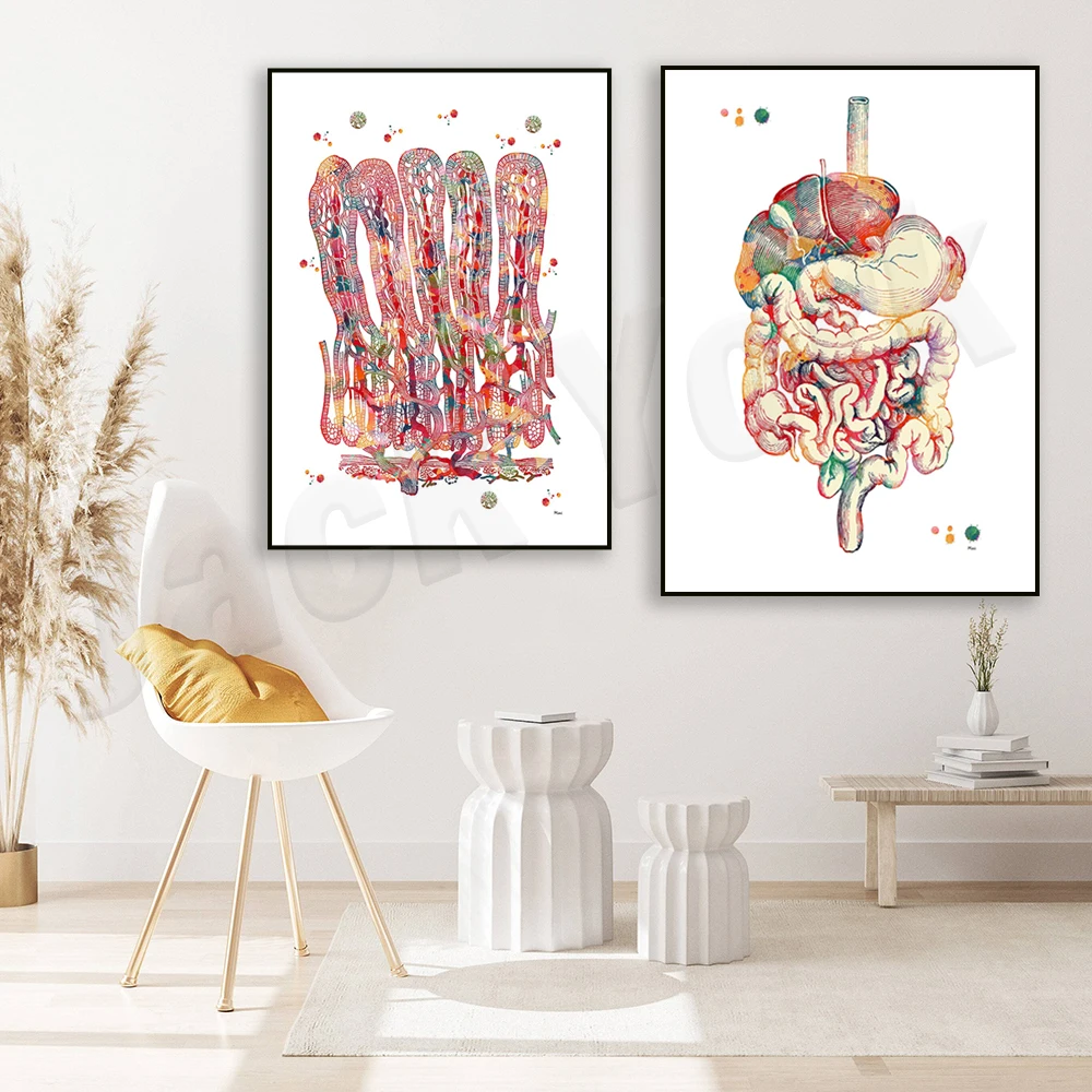 Small intestine watercolor painting small intestine villi anatomy art poster, digestive system organ illustration, medical art
Small intestine watercolor painting small intestine villi anatomy art poster, digestive system organ illustration, medical art