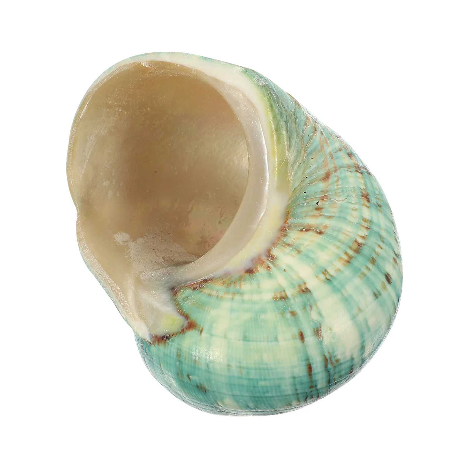 Natural Sea Conch Fish Tank Adornment Eco Friendly Shell Crafts for Aquariums and Terrariums Crafts Conch Handicraft Shell Set
Natural Sea Conch Fish Tank Adornment Eco Friendly Shell Crafts for Aquariums and Terrariums Crafts Conch Handicraft Shell Set