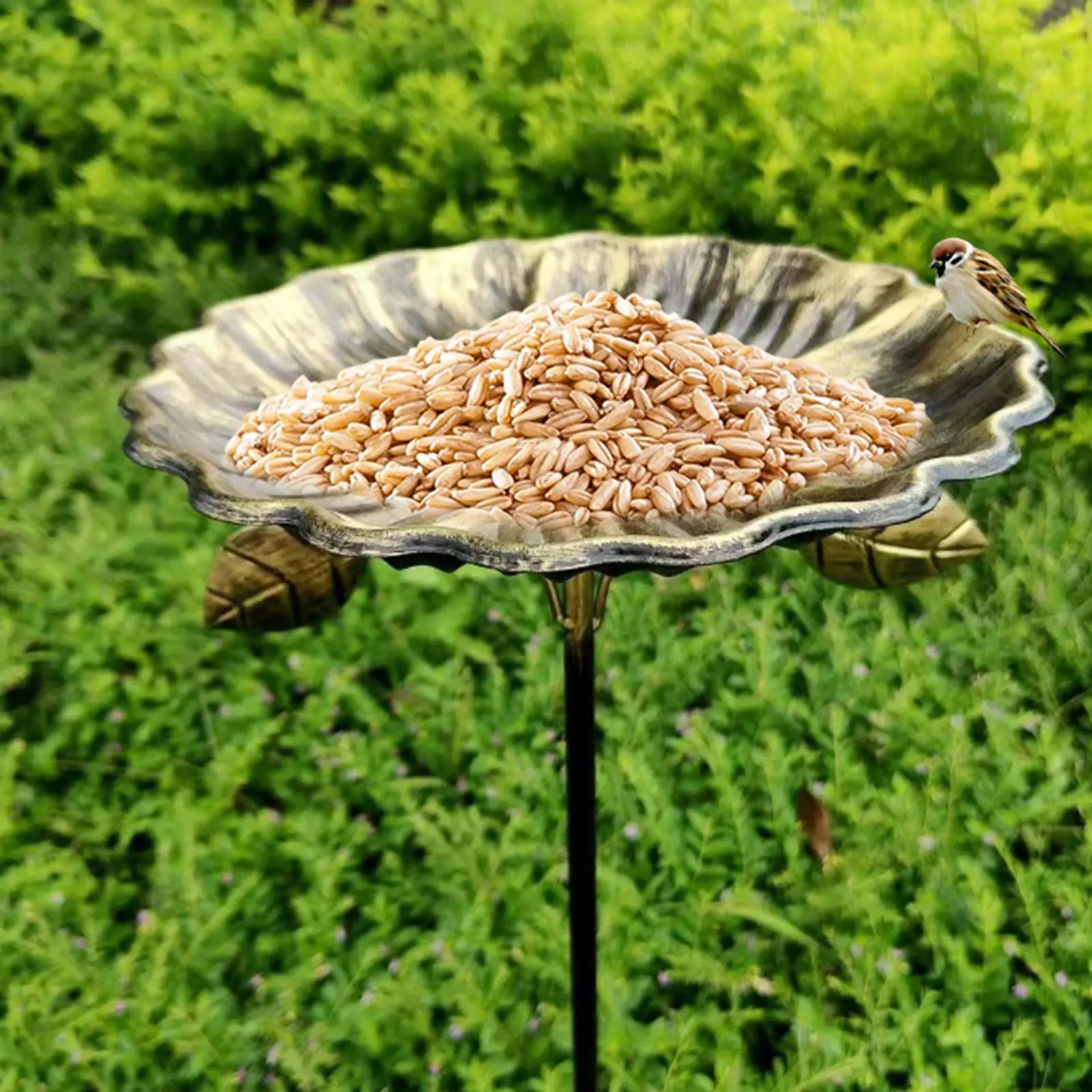Outdoor Birdbaths Large Capacity Pet Feeding Tray Metal Birdbaths & Birdfeeder For Parrot Sparrow Parakeet Budgies Garden Yard
Outdoor Birdbaths Large Capacity Pet Feeding Tray Metal Birdbaths & Birdfeeder For Parrot Sparrow Parakeet Budgies Garden Yard