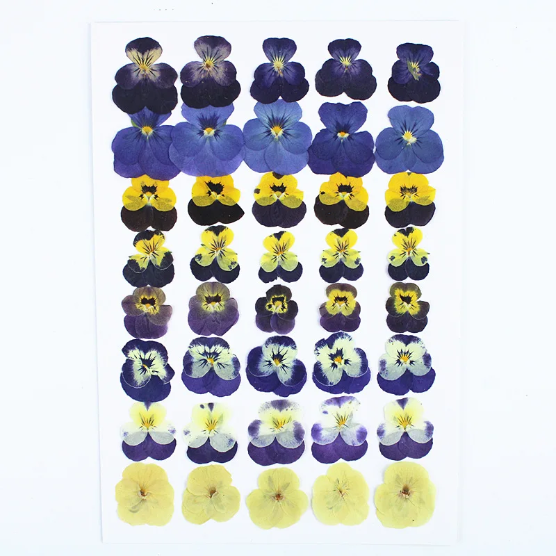Handmade DIY Material Kit: Plant Specimen Frame, Pressed Flower Stickers, Pansy and Viola Combination, Assorted Sizes, Dried Flower Set
Handmade DIY Material Kit: Plant Specimen Frame, Pressed Flower Stickers, Pansy and Viola Combination, Assorted Sizes, Dried Flower Set