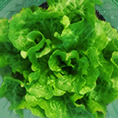 5/10/20/25/30PCS Snail Collar Reusable Agricultural Save Water Cover Rings Agricultural Garden Accessory Pest Control Tool
5/10/20/25/30PCS Snail Collar Reusable Agricultural Save Water Cover Rings Agricultural Garden Accessory Pest Control Tool