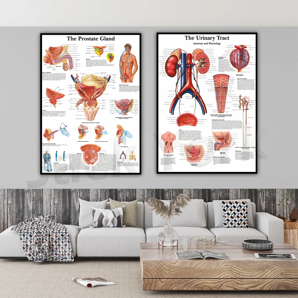 Urinary System Chart Art Poster Print Body Map Canvas Painting Wall Pictures for Medical Education Home Decor
Urinary System Chart Art Poster Print Body Map Canvas Painting Wall Pictures for Medical Education Home Decor