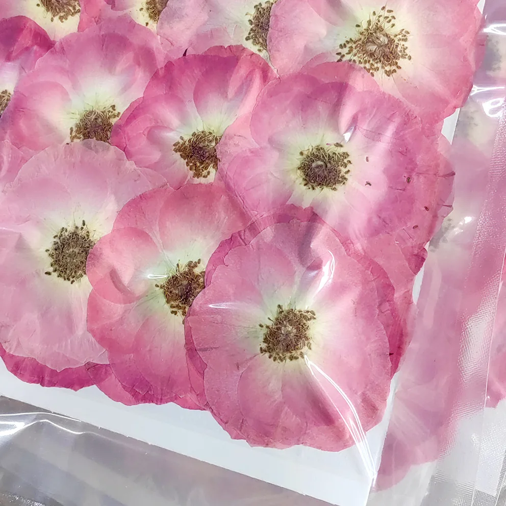 Pink Rose Large Embossed Dried Flower Wholesale Plant Specimen Handmade diy Material Picture Frame Painting Candle Glue Drop Mat
Pink Rose Large Embossed Dried Flower Wholesale Plant Specimen Handmade diy Material Picture Frame Painting Candle Glue Drop Mat