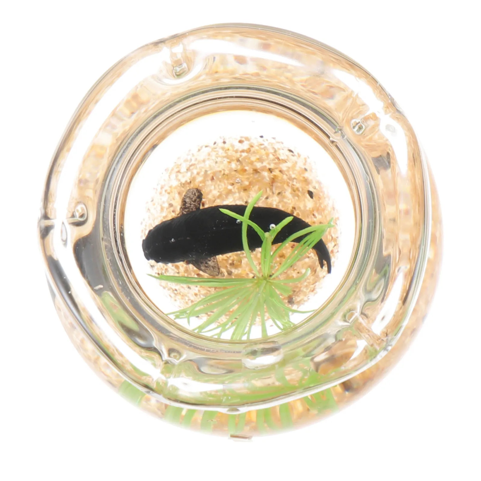 Miniature Tank Realistic Tiny House Accessory Mini Fish Tank for Miniature Garden Desktop Decor Micro Landscape
Miniature Tank Realistic Tiny House Accessory Mini Fish Tank for Miniature Garden Desktop Decor Micro Landscape