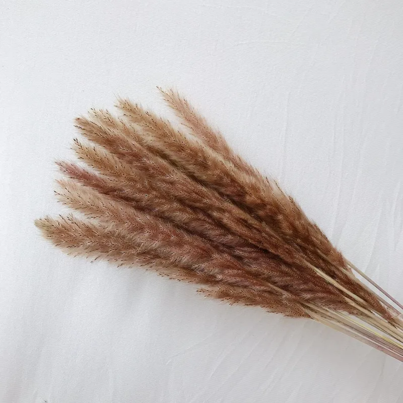 High Quality Bouquets Small pampas grass Real natural Reed grass Dried flowers For Stylish Home, Wedding Decorations 15PCS/lot
High Quality Bouquets Small pampas grass Real natural Reed grass Dried flowers For Stylish Home, Wedding Decorations 15PCS/lot