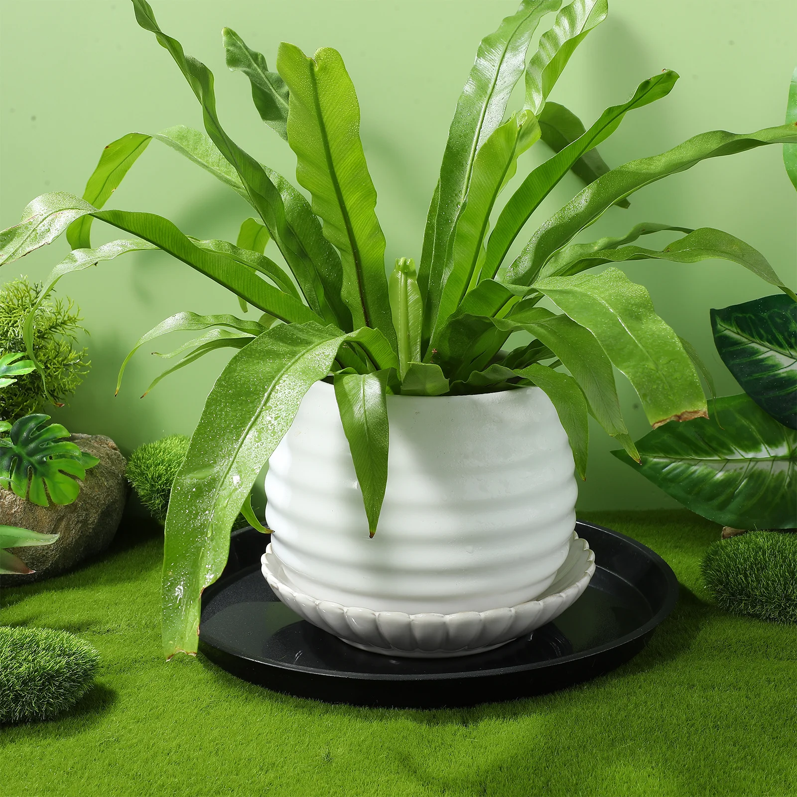 10Pcs Round Plastic Plant Saucers Water Drainage Trays for Indoor Outdoor Flowerpots Drip Protection Planter Base
10Pcs Round Plastic Plant Saucers Water Drainage Trays for Indoor Outdoor Flowerpots Drip Protection Planter Base