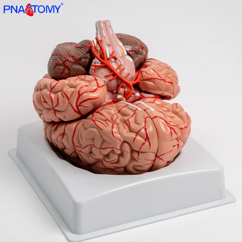 Nine-part Brainstem Neuroanatomy Brain Structure Neurological Brain Region Assembly Model
Nine-part Brainstem Neuroanatomy Brain Structure Neurological Brain Region Assembly Model