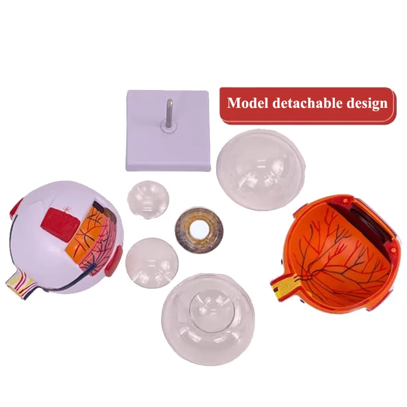 Medical Science Teaching 6 Times Full-Size Human Plastic Anatomical 6 Parts Eye Model 
Medical Science Teaching 6 Times Full-Size Human Plastic Anatomical 6 Parts Eye Model