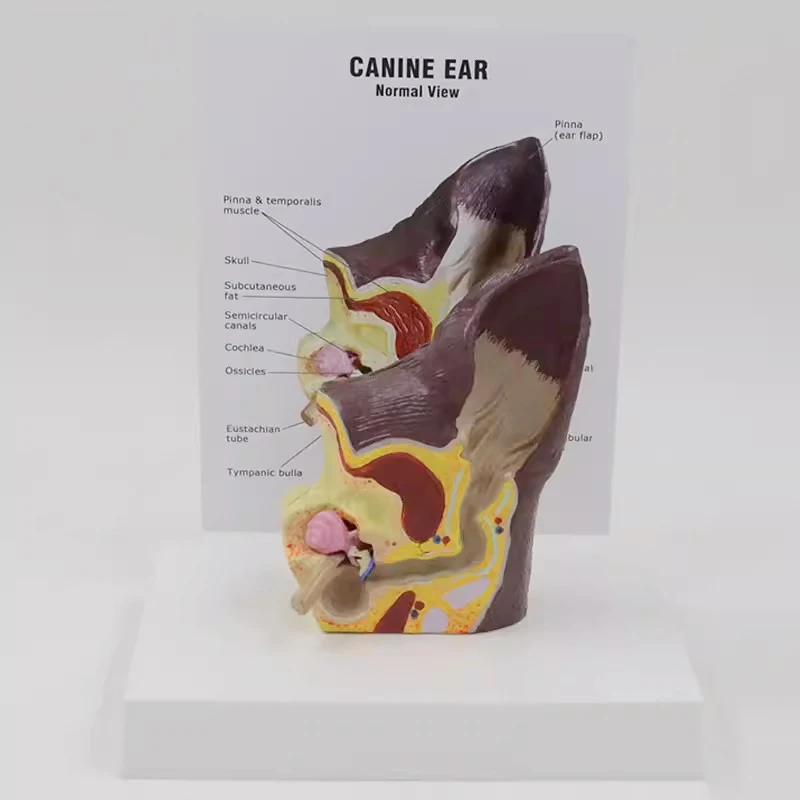 Dog Ear Lesion Anatomy Model Canine Pet Veterinary Animal Organ Science Teaching Aids Education Research Tools
Dog Ear Lesion Anatomy Model Canine Pet Veterinary Animal Organ Science Teaching Aids Education Research Tools