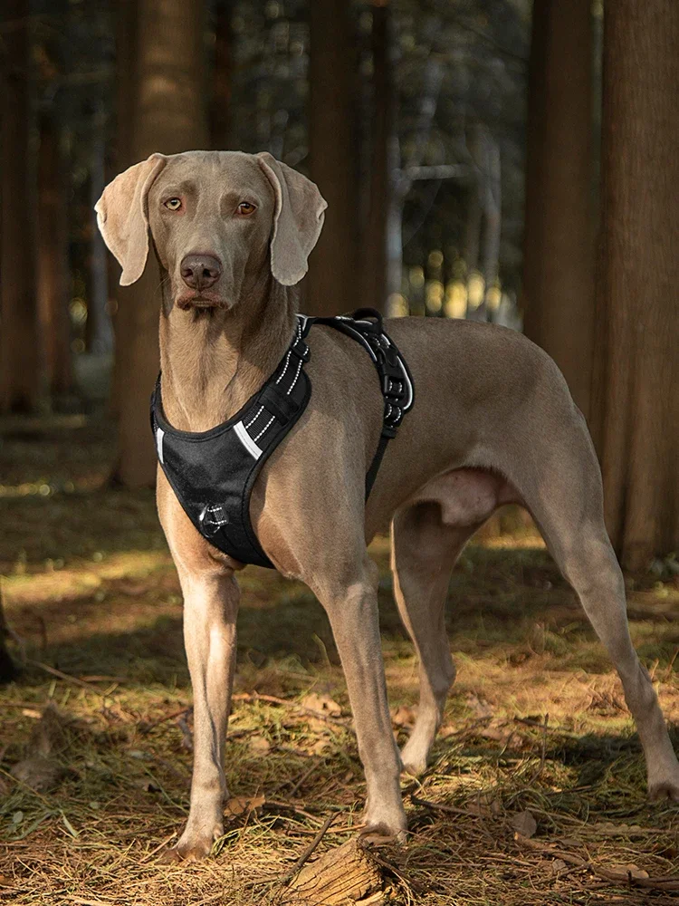 Reflective Dog Vest Harness with Anti-Loss Nameplate Adjustable Dog Collar Leash Pet Chest Back Strap Breathable Puppy Strap
Reflective Dog Vest Harness with Anti-Loss Nameplate Adjustable Dog Collar Leash Pet Chest Back Strap Breathable Puppy Strap