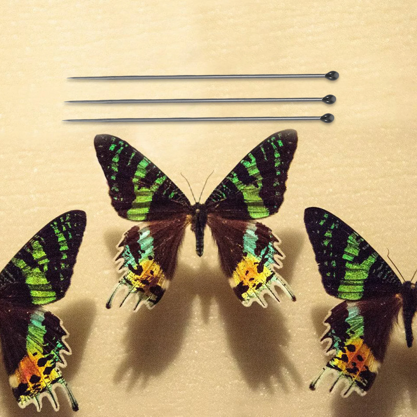 100 Pcs Specimen Making Tool Butterfly Collecting Needle Insect Mounting Pin Replacement Needles Supplies Kit Wing Fixing Kits
100 Pcs Specimen Making Tool Butterfly Collecting Needle Insect Mounting Pin Replacement Needles Supplies Kit Wing Fixing Kits