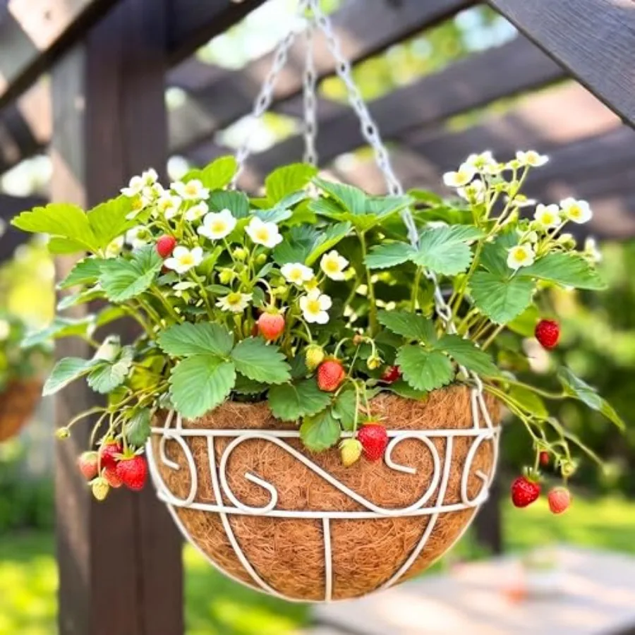 Outdoor hanging planter set 4-pack, 14 inch in white metal wire with coco liner, farmhouse-style balcony and porch garden decor
Outdoor hanging planter set 4-pack, 14 inch in white metal wire with coco liner, farmhouse-style balcony and porch garden decor