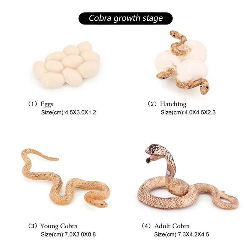 A04F-8X Realistic Animal Life Growth Cycle Biological Model Snake Growth Cycle Biological Model Cobra Growth Cycle
A04F-8X Realistic Animal Life Growth Cycle Biological Model Snake Growth Cycle Biological Model Cobra Growth Cycle