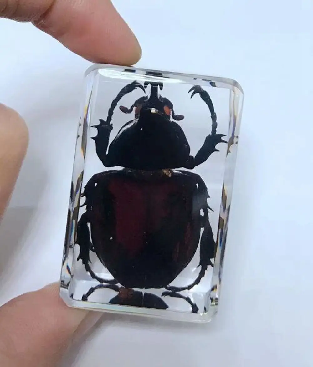 10 pcs Personality Unicorn Beetle Paperweight Education Insect Specimen LOVELY INSECT
10 pcs Personality Unicorn Beetle Paperweight Education Insect Specimen LOVELY INSECT