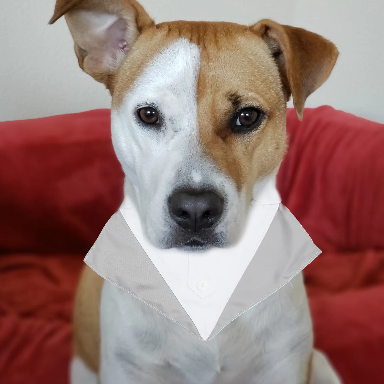 1Set Pet Dog Wedding Suit Triangular Scarf Dog Costume Outfit Party Birthday Photo Shoot Bow Tie for Dogs Pet Suit
1Set Pet Dog Wedding Suit Triangular Scarf Dog Costume Outfit Party Birthday Photo Shoot Bow Tie for Dogs Pet Suit