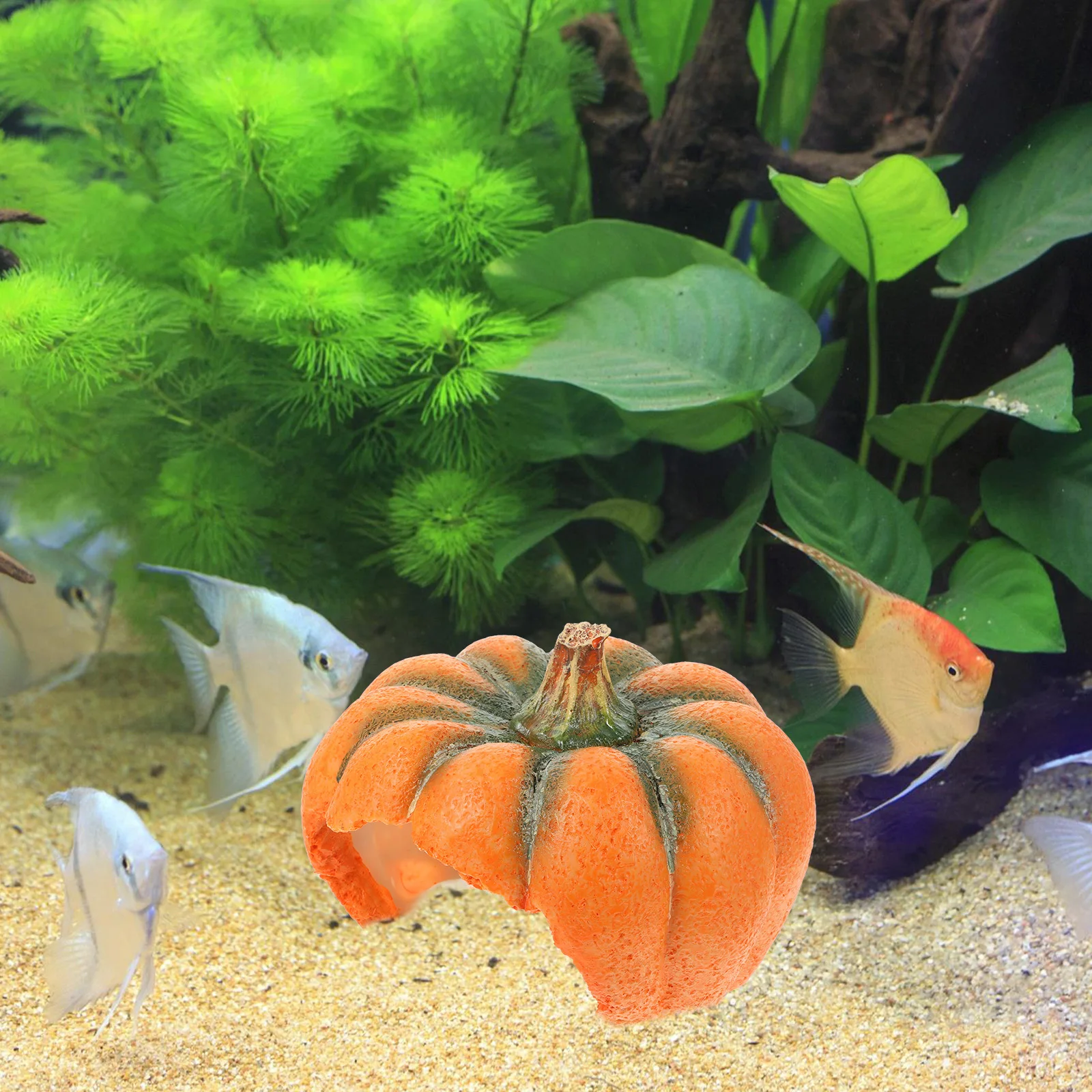 Pumpkin Shaped Resin Fish Cave Decorative Aquarium Hideout Shrimp Shelter Playing Egg Laying Fish Tank Pumpkin Decor
Pumpkin Shaped Resin Fish Cave Decorative Aquarium Hideout Shrimp Shelter Playing Egg Laying Fish Tank Pumpkin Decor