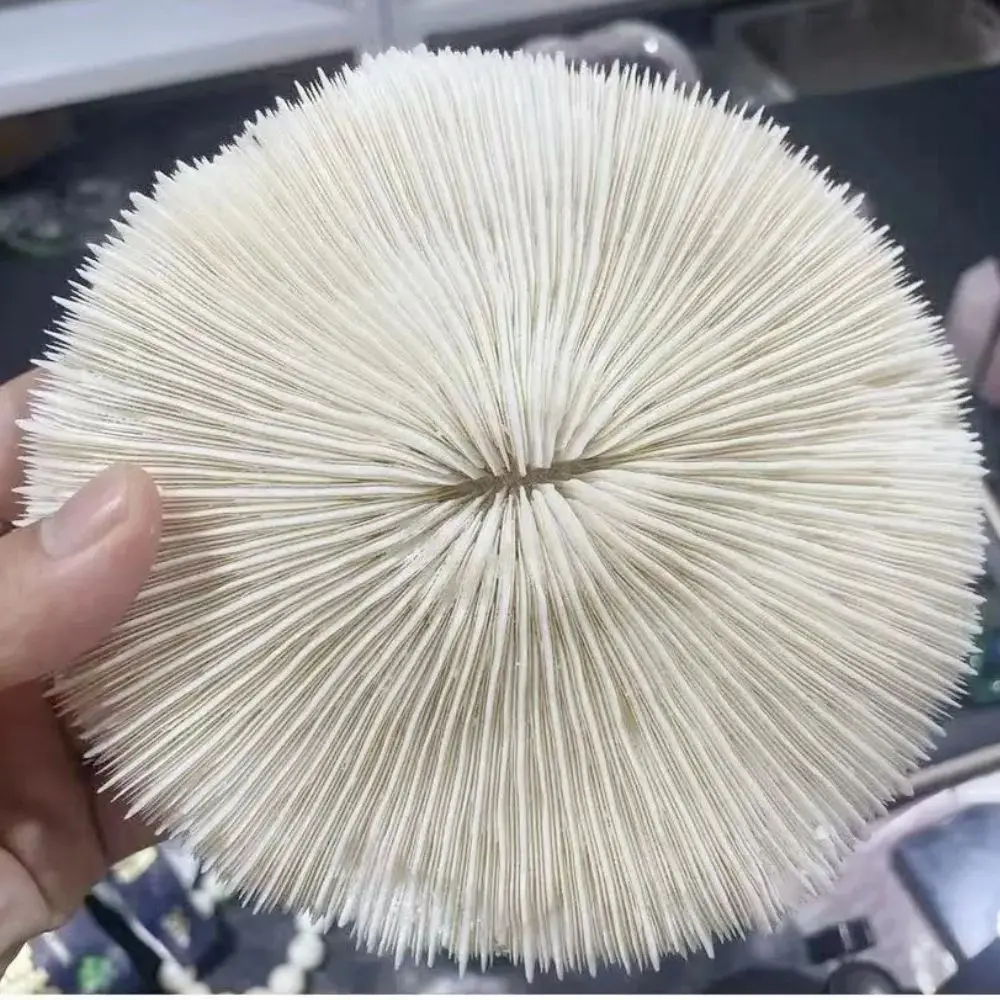 1pc Artificial Coral Mushroom Decor Piece Chic Coral Craft Adornment The Beach Shell Aquarium Decoration Home Decoration Gift
1pc Artificial Coral Mushroom Decor Piece Chic Coral Craft Adornment The Beach Shell Aquarium Decoration Home Decoration Gift