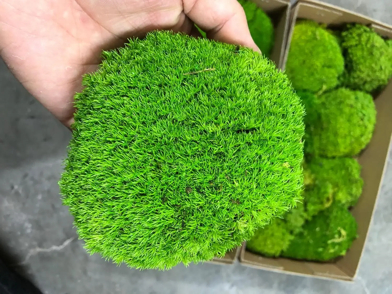 Подушка-валик из стабилизированного мха, натуральный зеленый декор, настоящий натуральный зеленый материал для DIY-наборов и террариумов
Подушка-валик из стабилизированного мха, натуральный зеленый декор, настоящий натуральный зеленый материал для DIY-наборов и террариумов