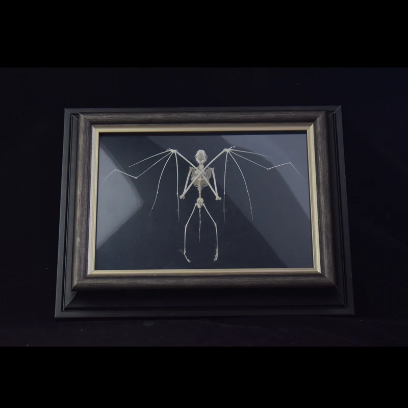 2201 Unique Bat Skeleton Skull Art in Wooden Frame 3D Wall Decoration Gothic Style Handcrafted Home Decor Piece Resin Halloween
2201 Unique Bat Skeleton Skull Art in Wooden Frame 3D Wall Decoration Gothic Style Handcrafted Home Decor Piece Resin Halloween
