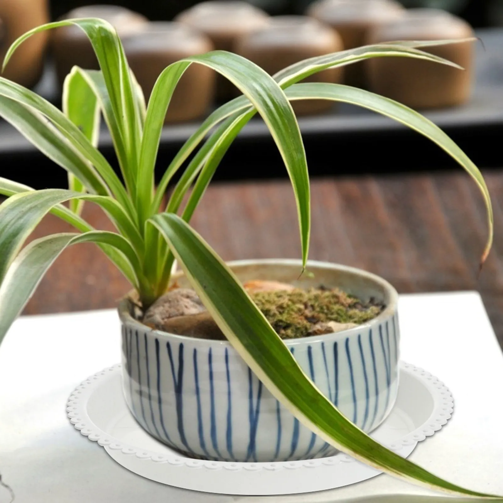 25 шт. Премиальные пластиковые поддоны для цветочных горшков, подставки для сбора воды для комнатных и уличных растений, садовые дренажные основания, аксессуары для цветочных горшков
25 шт. Премиальные пластиковые поддоны для цветочных горшков, подставки для сбора воды для комнатных и уличных растений, садовые дренажные основания, аксессуары для цветочных горшков