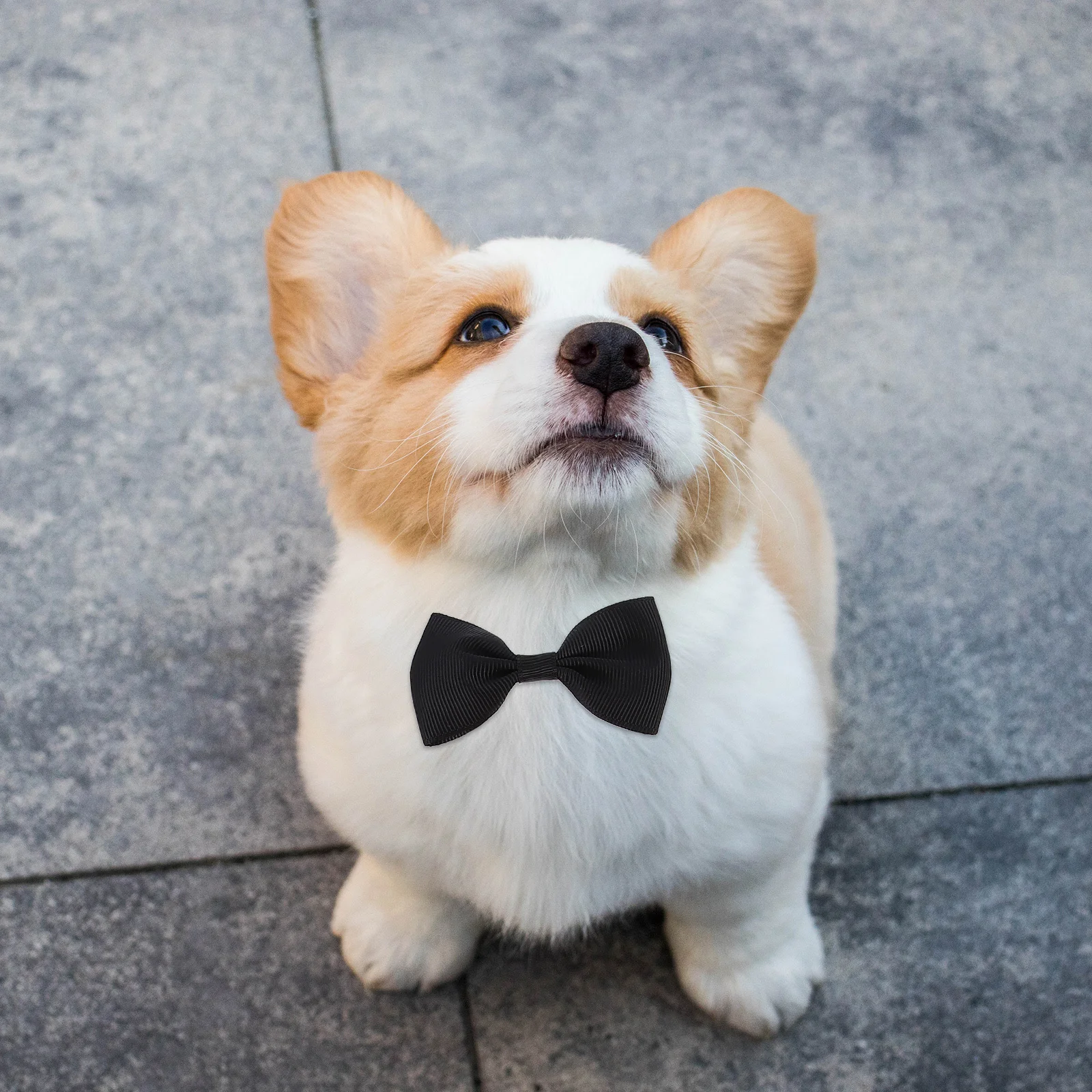 4Pcs Dog Graduation Hats Pet Caps Adjustable Neck Tie Elegant Craft for Graduate Party Furry Friend Gift Idea Accessory
4Pcs Dog Graduation Hats Pet Caps Adjustable Neck Tie Elegant Craft for Graduate Party Furry Friend Gift Idea Accessory