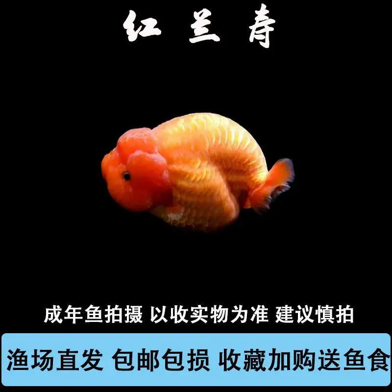 Metal Front Steering Cover Chassis Brace 7820 for TRXS 1/6 XRT RC Car Upgrade Parts Accessories
Metal Front Steering Cover Chassis Brace 7820 for TRXS 1/6 XRT RC Car Upgrade Parts Accessories