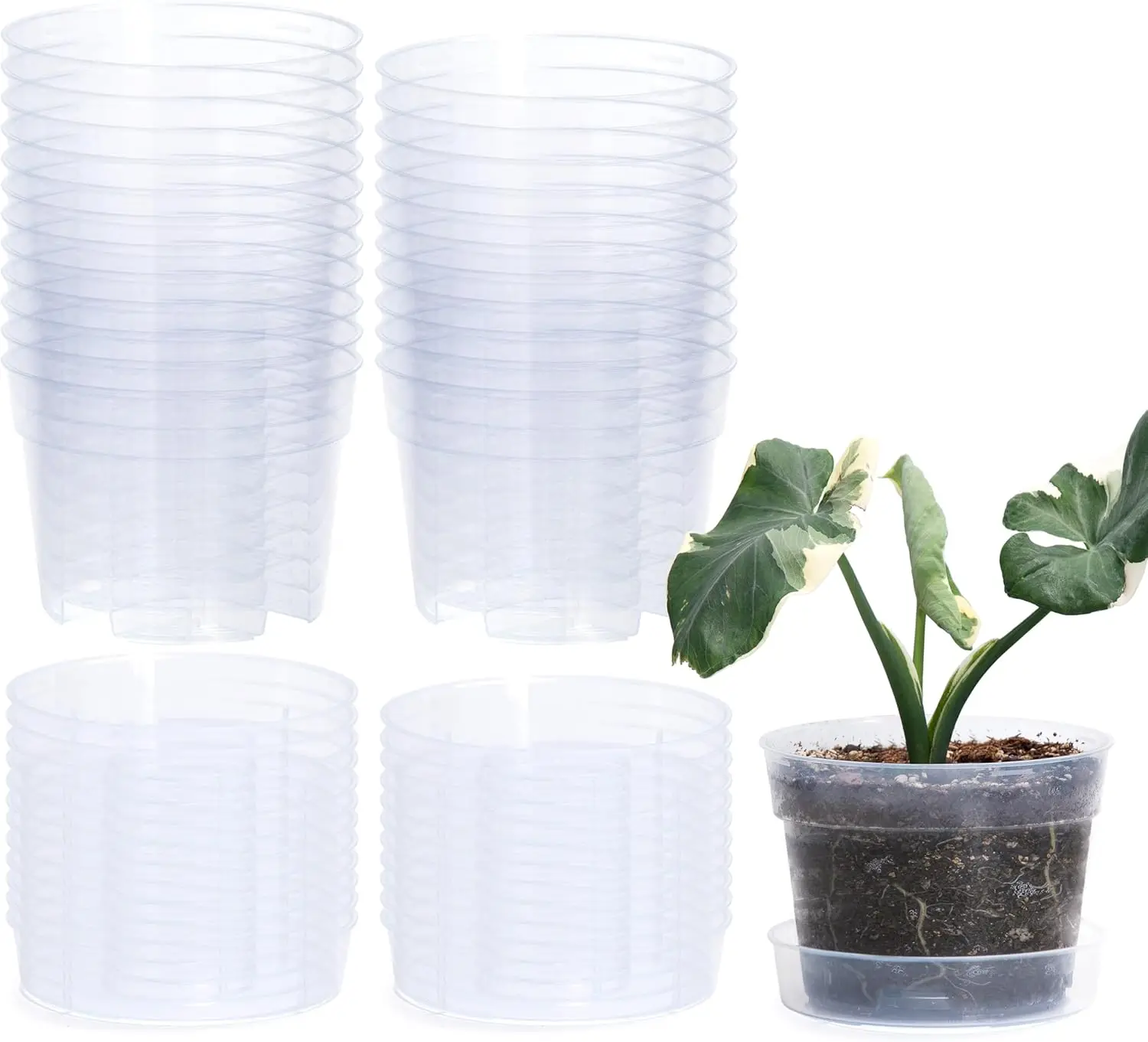 24-Pack 6-Inch Clear Plastic Plant Pots with Drainage Holes & Detachable Tray, BPA-Free
24-Pack 6-Inch Clear Plastic Plant Pots with Drainage Holes & Detachable Tray, BPA-Free