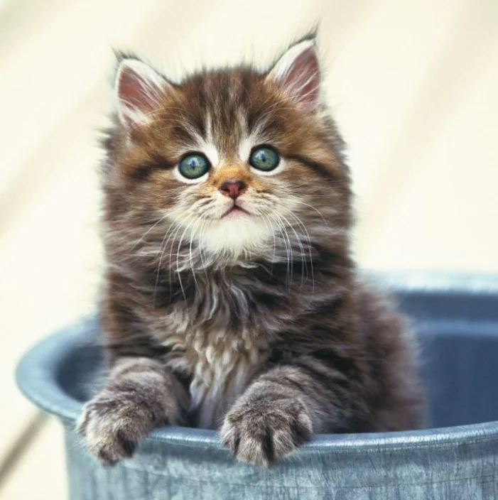 Dsservo DS3230 PRO RC Servo 30kg Torque Parts for 1/10 Scale RC Cars & Crawlers Slash 4x4 4x4 VXL TRX-4 SCX10 III Everest-10
Dsservo DS3230 PRO RC Servo 30kg Torque Parts for 1/10 Scale RC Cars & Crawlers Slash 4x4 4x4 VXL TRX-4 SCX10 III Everest-10