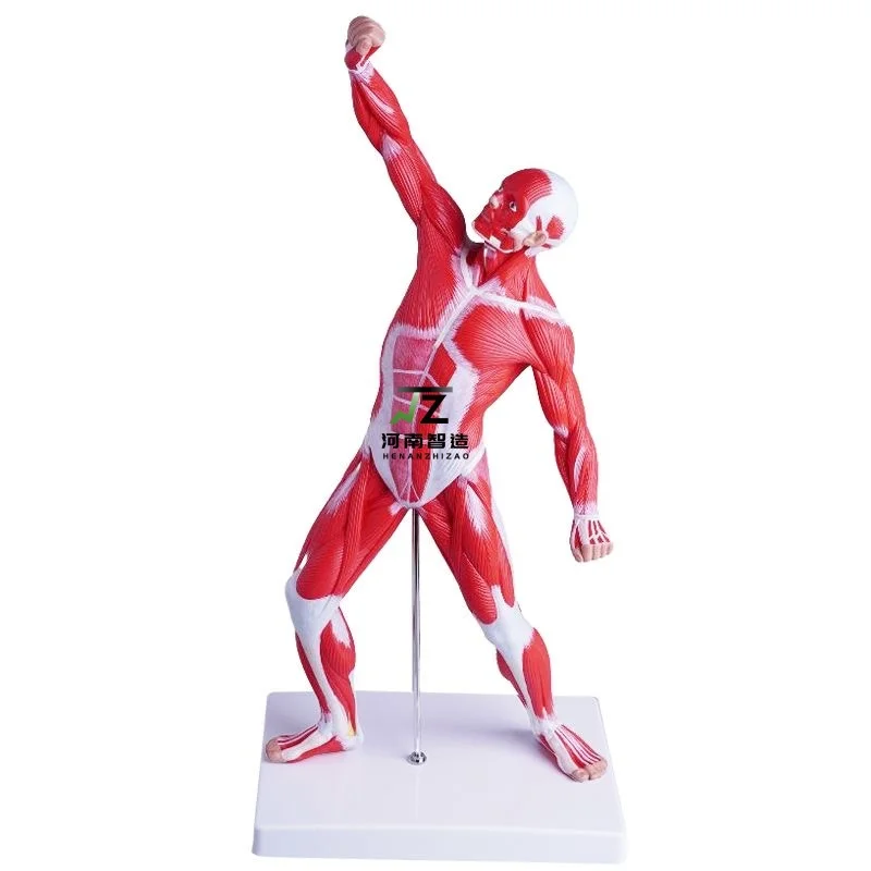 High Quality Human Shallow Anatomical Muscle Human 5CM Trunk Medical Teaching Model
High Quality Human Shallow Anatomical Muscle Human 5CM Trunk Medical Teaching Model